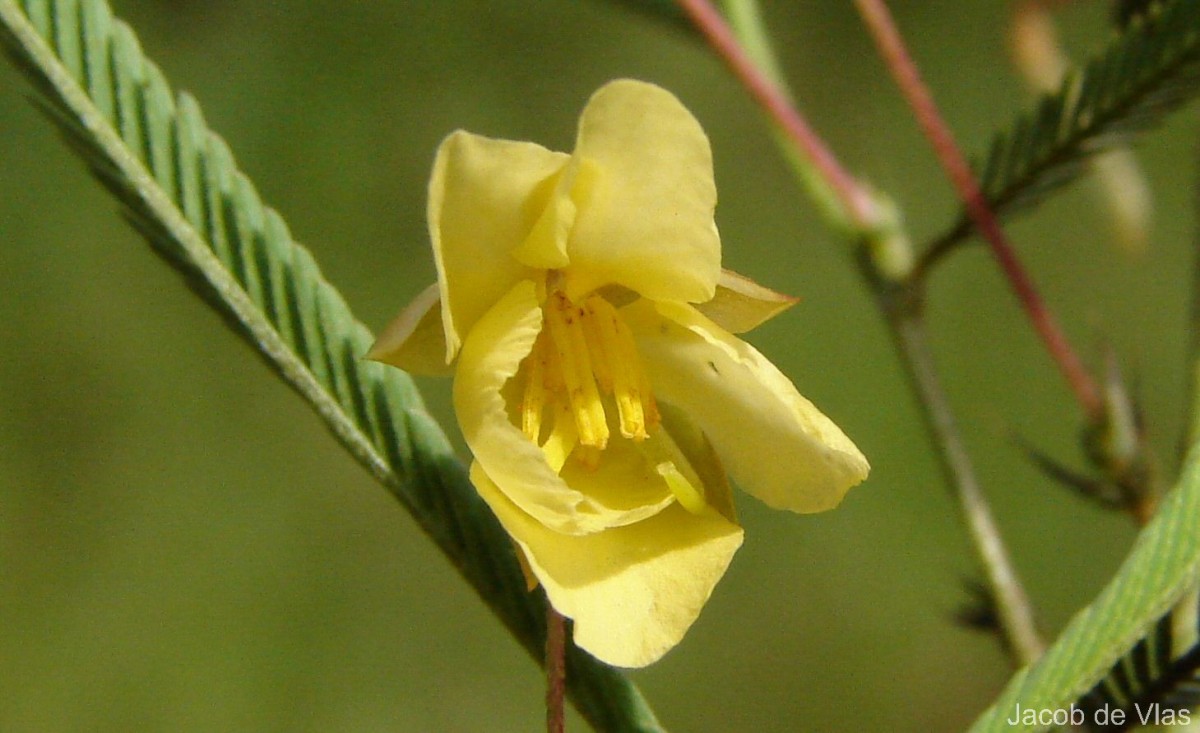 Chamaecrista mimosoides (L.) Greene